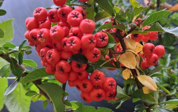 Ons aanbod voor het najaar Ons aanbod voor het najaar