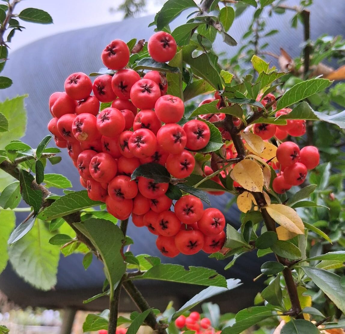 Ons aanbod voor het najaar Ons aanbod voor het najaar